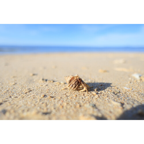 Canon RF 16MM f/2.8 STM / 5051C003 - Imagen 10