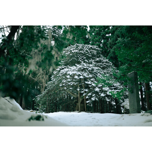 Sigma 35mm f/1.2 DG II Art Lente para Montura L-Mount / 370969 - Imagen 10